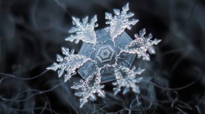 snowflake-head-590x330